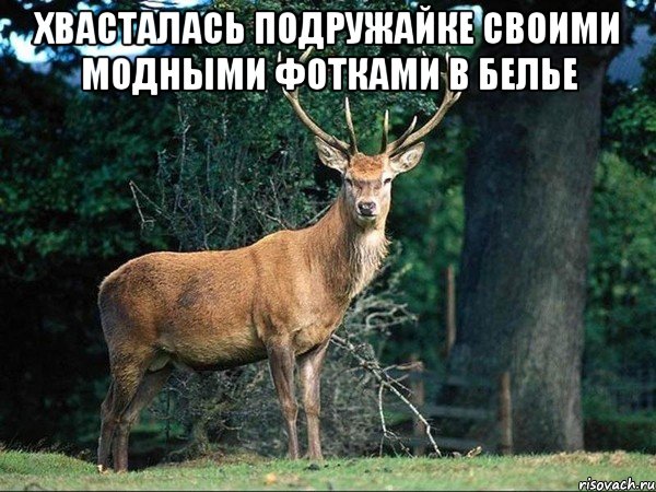 хвасталась подружайке своими модными фотками в белье 
