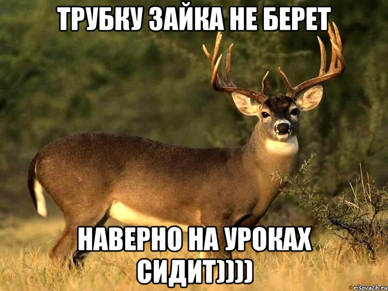 трубку зайка не берет наверно на уроках сидит))))