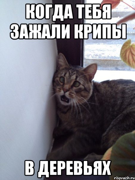 когда тебя зажали крипы в деревьях, Мем оо