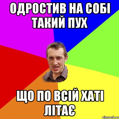 Одростив на собі такий пух що по всій хаті літає, Мем Чоткий паца