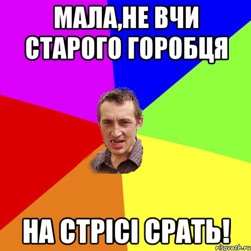 МАЛА,НЕ ВЧИ СТАРОГО ГОРОБЦЯ НА СТРІСІ СРАТЬ!, Мем Чоткий паца