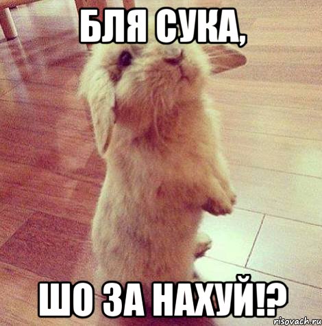 Бля сука, Шо за нахуй!?