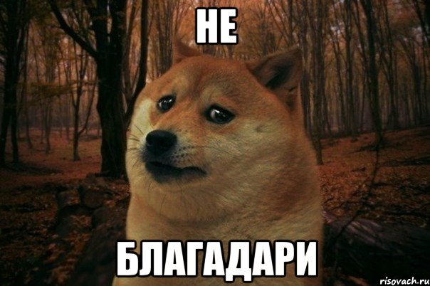 не благадари, Мем SAD DOGE