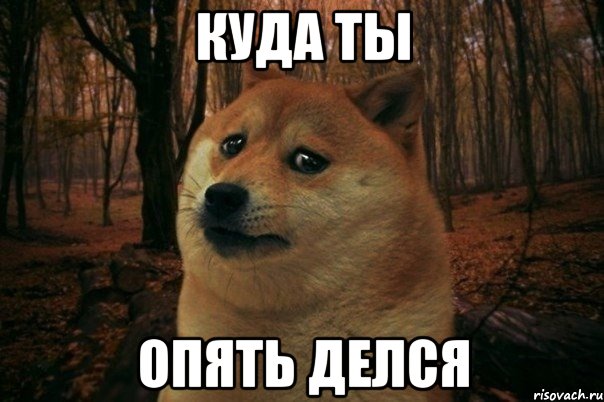 Куда ты Опять делся, Мем SAD DOGE