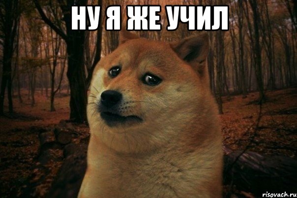 ну я же учил , Мем SAD DOGE