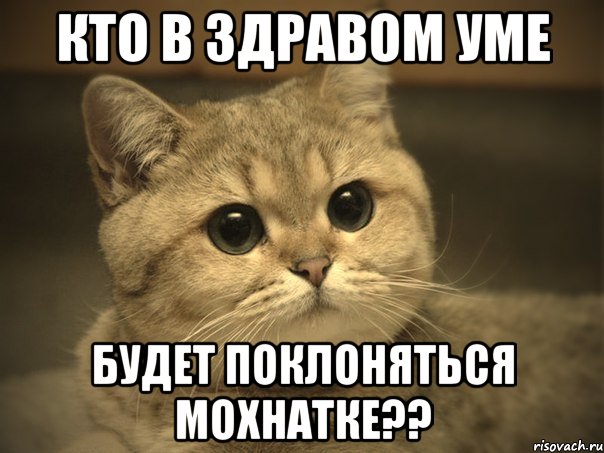 Кто в здравом уме будет поклоняться мохнатке??, Мем Пидрила ебаная котик