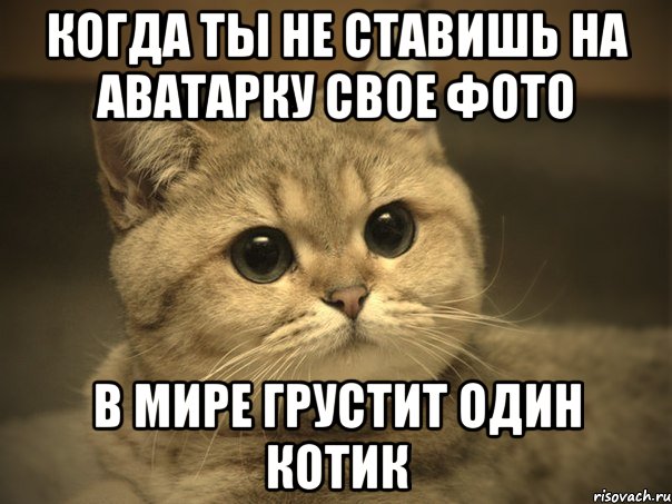 Когда ты не ставишь на аватарку свое фото В мире грустит один котик, Мем Пидрила ебаная котик