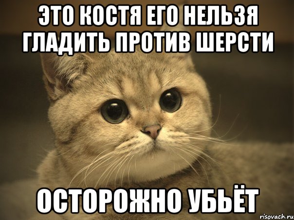 это костя его нельзя гладить против шерсти Осторожно убьёт, Мем Пидрила ебаная котик