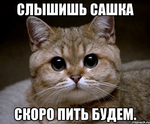 слышишь Сашка Скоро пить будем., Мем Пидрила Ебаная