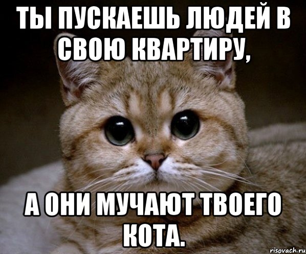 Ты пускаешь людей в свою квартиру, а они мучают твоего кота., Мем Пидрила Ебаная