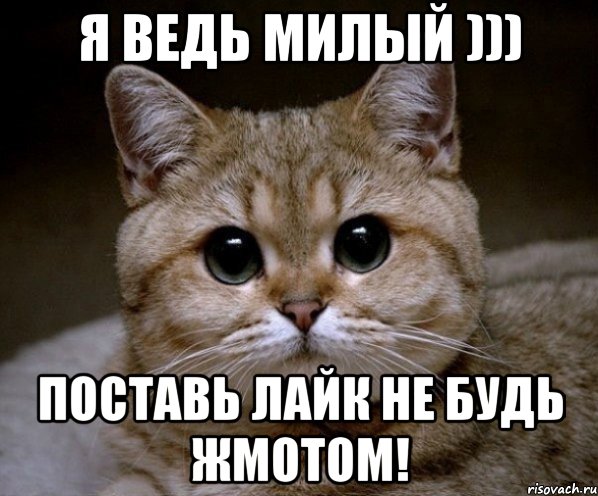 я ведь милый ))) поставь лайк не будь жмотом!, Мем Пидрила Ебаная