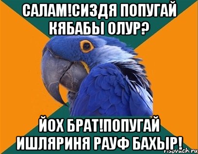 САЛАМ!СИЗДЯ ПОПУГАЙ КЯБАБЫ ОЛУР? ЙОХ БРАТ!ПОПУГАЙ ИШЛЯРИНЯ РАУФ БАХЫР!, Мем Попугай параноик