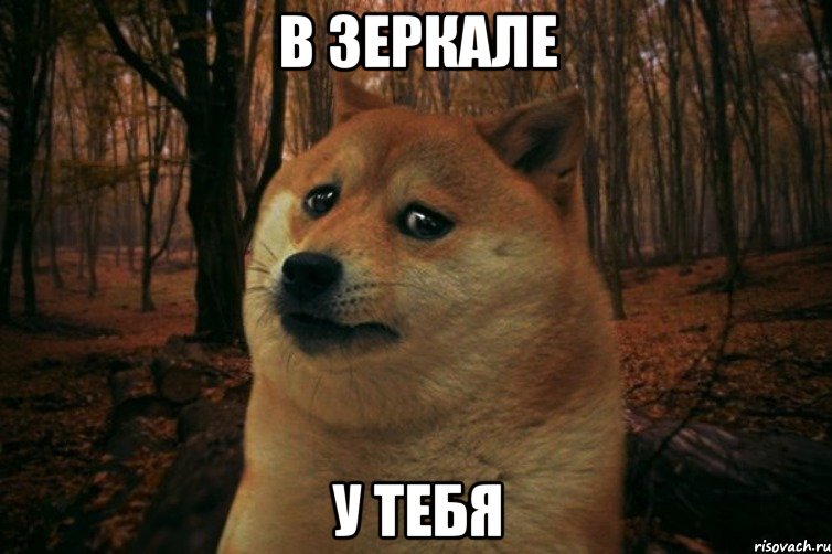 В зеркале у тебя, Мем SAD DOGE