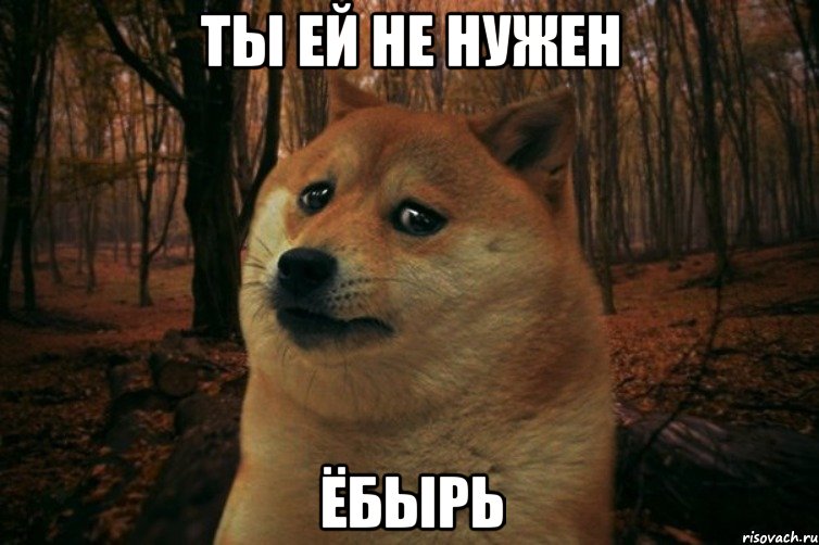 Ты ей не нужен ёбырь, Мем SAD DOGE