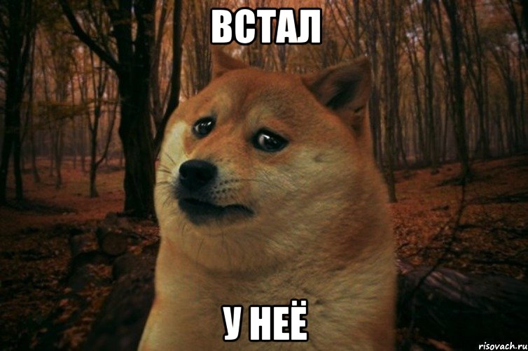 Встал у неё, Мем SAD DOGE