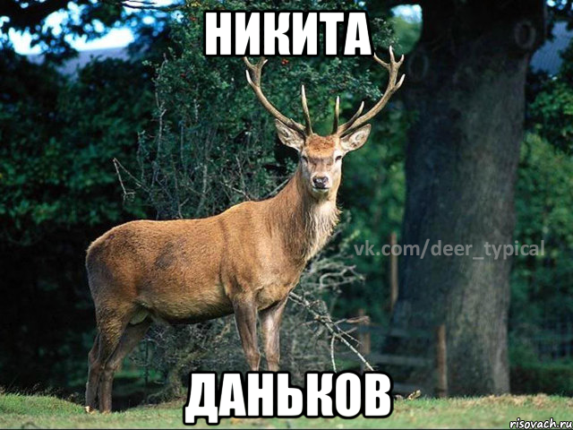 Никита Даньков, Мем Паблик Типичный олень