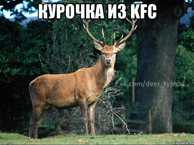 Курочка из KFC , Мем Паблик Типичный олень