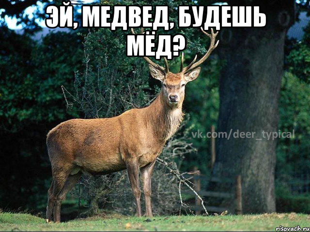 Эй, медвед, будешь мёд? , Мем Паблик Типичный олень