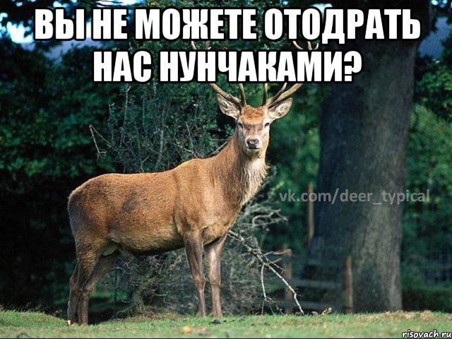 вы не можете отодрать нас нунчаками? , Мем Паблик Типичный олень