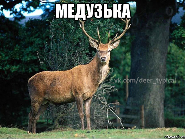 медузька , Мем Паблик Типичный олень