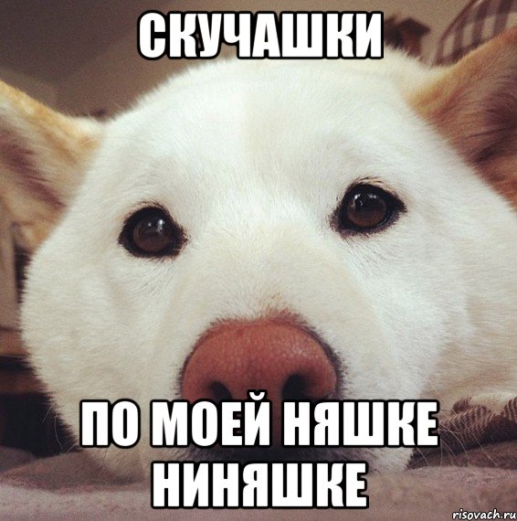 СКУЧАШКИ по моей няшке Ниняшке, Мем скучашки