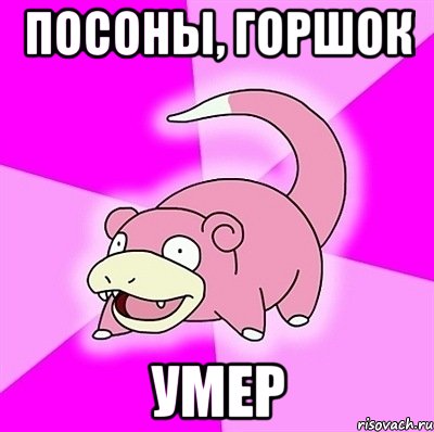 Посоны, горшок умер, Мем слоупок