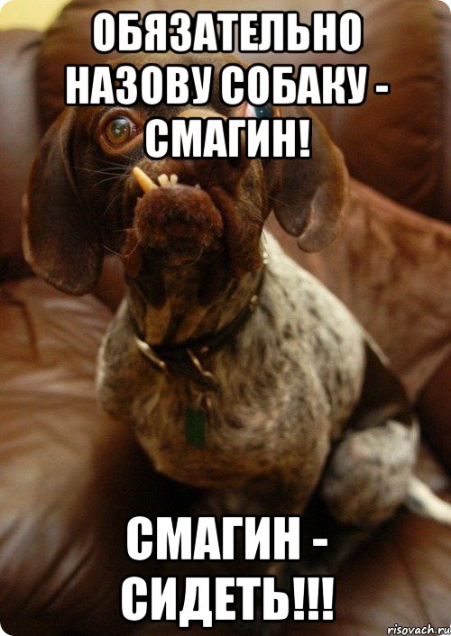 Обязательно назову собаку - Смагин! Смагин - Сидеть!!!
