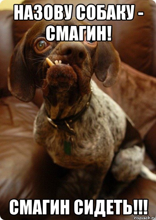 Назову собаку - Смагин! Смагин Сидеть!!!