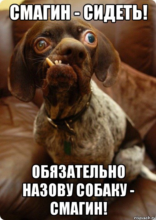 Смагин - Сидеть! Обязательно назову собаку - Смагин!