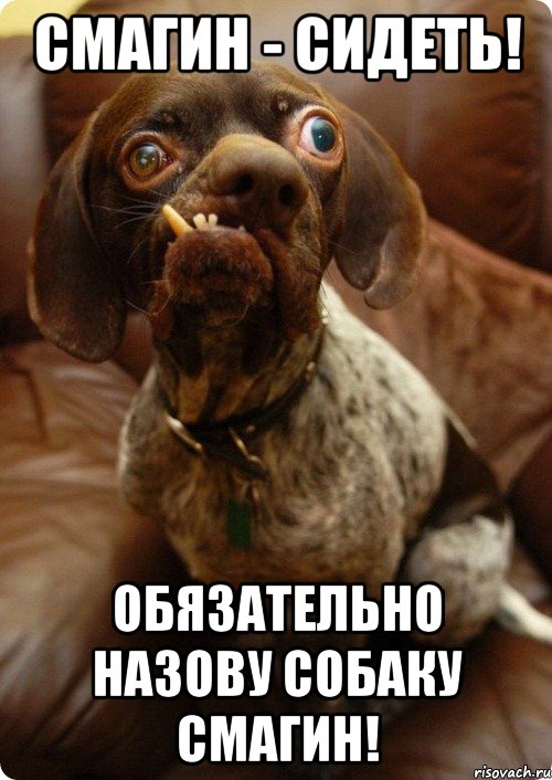 Смагин - Сидеть! Обязательно назову собаку Смагин!