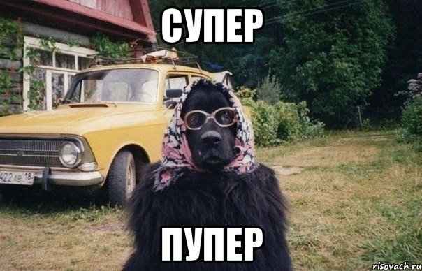 Супер Пупер, Мем собака