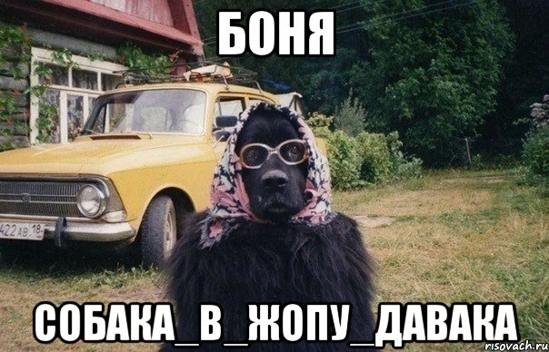 боня собака_в_жопу_давака