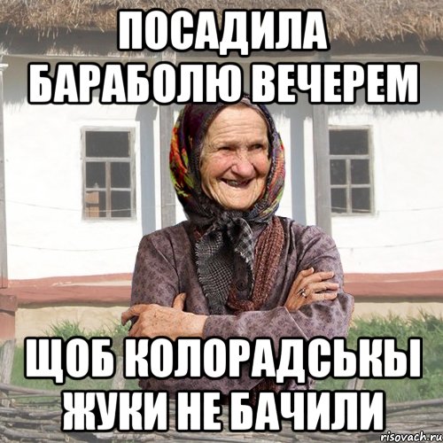 Посадила бараболю вечерем щоб колорадськы жуки не бачили