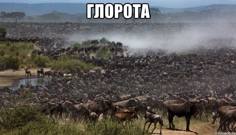 Глорота , Мем Стадо