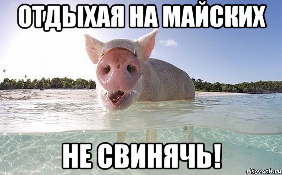 Отдыхая на майских не свинячь!, Мем свинья