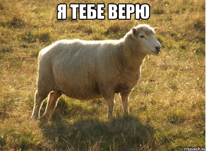 Я тебе верю , Мем Типичная овца