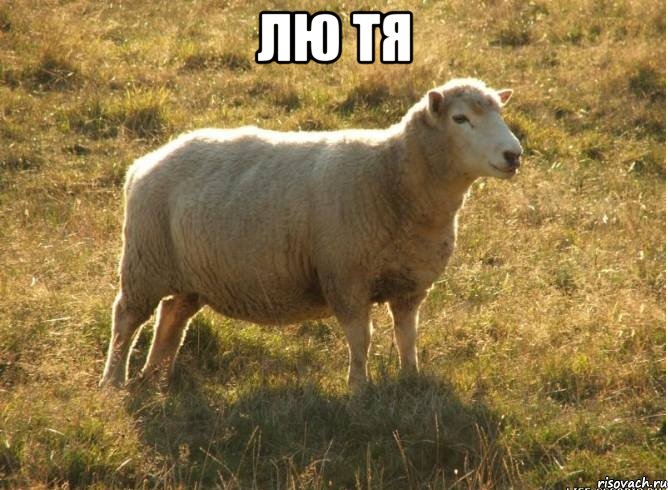 Лю тя , Мем Типичная овца