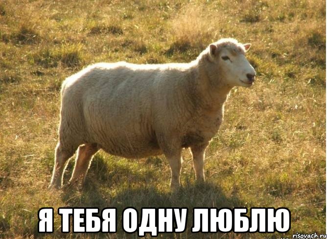  Я тебя одну люблю, Мем Типичная овца