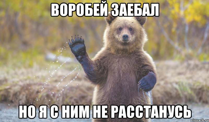 воробей заебал но я с ним не расстанусь