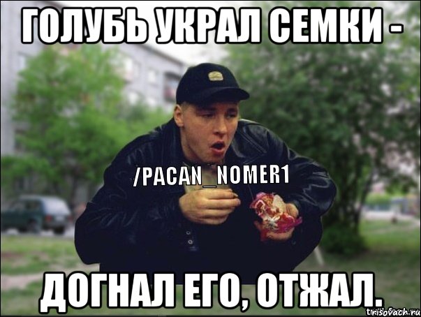 Голубь украл семки - догнал его, отжал.