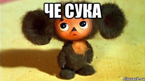 ЧЕ СУКА , Мем ТЫ ЧЕ СУКА ТУПОЙ