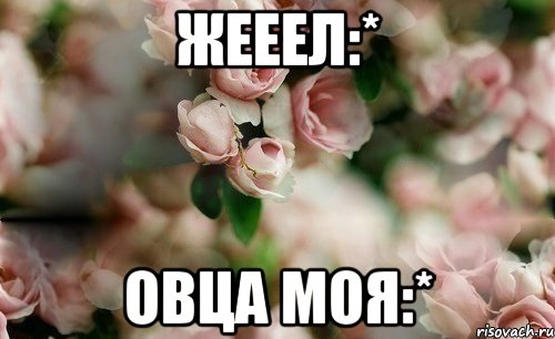Жееел:* Овца моя:*