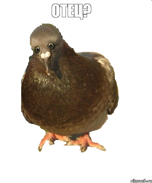 Отец? , Комикс Упоротый голубь