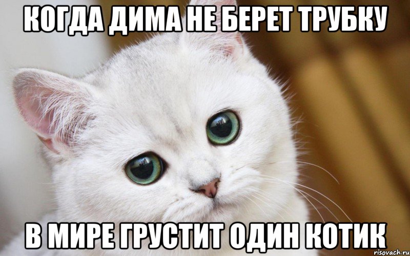 Когда Дима не берет трубку В мире грустит один котик, Мем  В мире грустит один котик