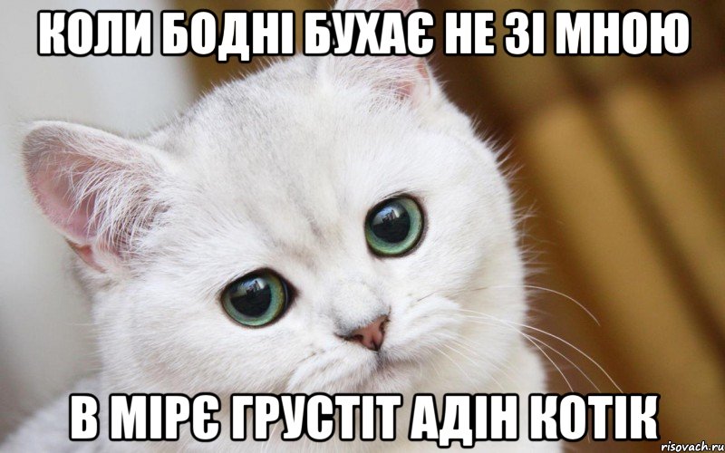 Коли Бодні бухає не зі мною В мірє грустіт адін котік, Мем  В мире грустит один котик