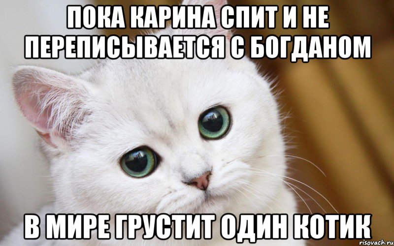 пока карина спит и не переписывается с богданом в мире грустит один котик, Мем  В мире грустит один котик