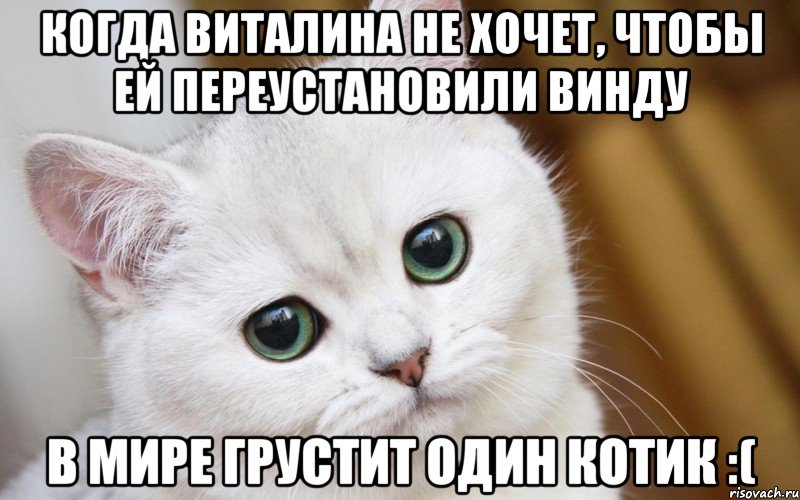 Когда Виталина не хочет, чтобы ей переустановили винду в мире грустит один котик :(, Мем  В мире грустит один котик
