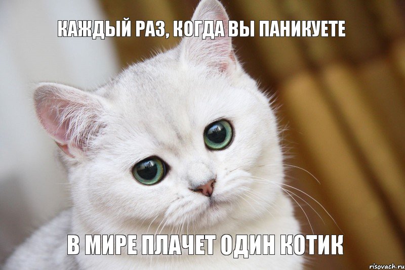 В мире плачет один котик Каждый раз, когда вы паникуете, Мем  В мире грустит один котик
