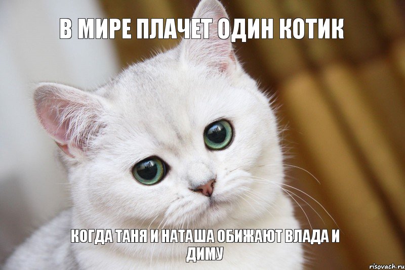 Когда Таня и Наташа обижают Влада и Диму В мире плачет один котик, Мем  В мире грустит один котик