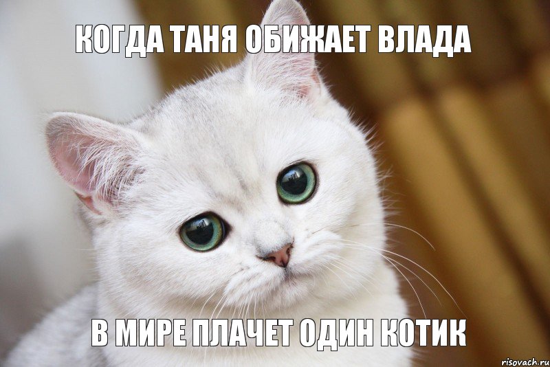 В мире плачет один котик Когда Таня обижает Влада, Мем  В мире грустит один котик